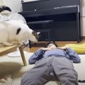 息子が『おいで』と言ったら、机の上にいた猫が…思わず爆笑の『まさか…