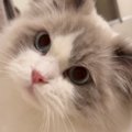 お風呂の『出待ちをする猫』→飼い主が出てくると…とんでもなく尊い『健気…