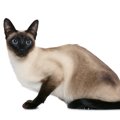 【獣医師監修】シャム猫（サイアミーズ）ってどんな猫？特徴や性格から飼…