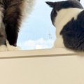 窓の外を眺める2匹の猫→目線の先には……思わず感動の『素敵すぎる瞬間…