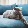 猫の名前を呼ぶと『来るとき・来ないとき』がある理由5つ　なぜ反応が変わ…