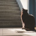 猫を『無視し続ける』のは危険！3つの理由と、起こり得るトラブル