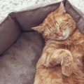 猫の嫌いなもの5選を知って猫と仲良くなろう