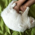 猫が寝ぼけている時にする８つの珍行動