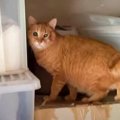 飼い主さんが亡くなって残された9匹の猫たち。行く末は？Vol.2