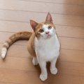 猫と暮らす上で避けるべきNGな「床」のタイプ3つ　なぜ危険なのか、理…