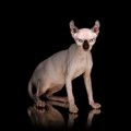 【獣医師監修】ドウェルフってどんな猫？特徴や性格から飼う前の注意点・…
