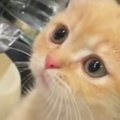 キッチンにやってきた子猫→蛇口から出る水をじっと見つめて…『可愛す…