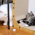 新入り猫のケージを開放して２日目→おっとりした性格の先住猫が、突然…ま…