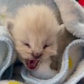 『可愛すぎて震えた』まだ目も開いていない赤ちゃん猫が…破壊力ヤバい…