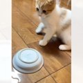 お水の入ったお皿をひっくり返した子猫が、次の瞬間……想定外の『慌て…