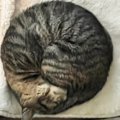 丸まって寝ている猫を撮影→『線で囲ってみた』結果…完璧すぎるフォル…