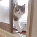 『数日ぶりの娘の帰宅に大喜びの猫』気持ちが溢れちゃう姿に「こっち…