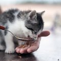 猫の食事の回数について　与える時間と注意点