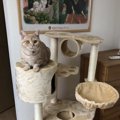 猫に安全なキャットタワーの高さはどのくらい？