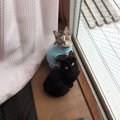 猫が外に出たがるときの対策5つ