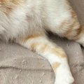 雨の日に保護された子猫→愛情を注がれて育った結果…幸せあふれる『現在の…