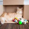 猫の飼い主が「買う必要なかったな」と思ったモノTOP４