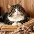 猫の7歳における健康管理とその注意点