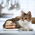 猫は『生クリーム』を舐めても大丈夫？好む理由や注意点