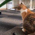 なぜかロボットタイプは平気な猫ちゃんず？