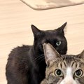 『黒猫を撮ろうとした』次の瞬間…想定外の『微笑ましい光景』に2万7000い…