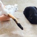 『猫の開きの作り方講習会』で黒猫先生が『お手本』をみせた結果…見事な姿…