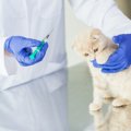 猫にワクチンを投与した時の副作用と注意点