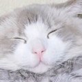 後ろからぎゅーっと同居猫を抱きしめる猫…『可愛すぎる瞬間』に2万いいね…