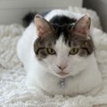 やんちゃな保護猫に大慌て…新生活を軌道に乗せたアイデアとは？