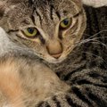 ベッドでくつろぐ子猫と先住猫→手を見てみたら…あまりにも尊い『まさ…