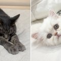 AIで２匹の猫を『擬人化』してもらった結果…予想外の『とんでもない差』に…
