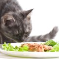 猫に手作りのご飯は必要？食べてくれない時にできるチョイ足しメニュー