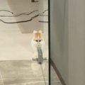子猫の姿が『ガラス戸に反射』→だんだんと変化していって…『衝撃の光…