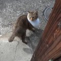 野良猫の首に何かが…まさかの姿で助けを求めてきた展開が衝撃的だと34…