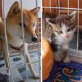 子猫が『初めて柴犬』を見たら…精一杯の威嚇が"天使すぎる"…