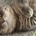 遊び疲れておもちゃを握りながら眠った『赤ちゃんのような猫』→人間の年齢…