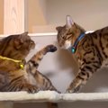 キャットタワーでバトル！父猫に挑戦する息子猫たち