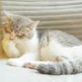 猫が自分の手を口に入れている理由3つ　口の中に異常がある可能性も