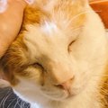 伊豆山で保護された猫……命の危険を伴う「溶血性貧血」とは？