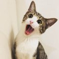 猫が飼い主に喋ってくるときに訴えていること５つ