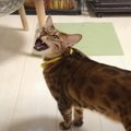 『パパさん！こっち！』一生懸命伝える猫ちゃん