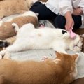 同じ格好で寝たら「猫の顔」になった！？仲良しな猫さんたち♡