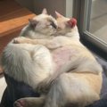 「いつも一緒だよ」　ハグ＆キスしながら添い寝する姉弟猫にほっこり♡