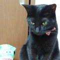 僕だけを見てニャ！ぬいぐるみにライバル心を燃やす猫が話題！