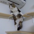 「どこか異常はニャイかにゃ？」猫ちゃんの見回りに付き添う