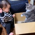 猫と赤ちゃんによる『ダンボール争い』がずっと見ていられる可愛さと…