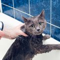 猫が『お風呂嫌い』なのはなぜ？4つの理由と対策