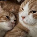 出会って10日目の先住猫と子猫…まるで親子のような『可愛すぎる光景』に1…