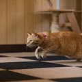 いくつ知ってる？猫の『行動に関する名称』６つ